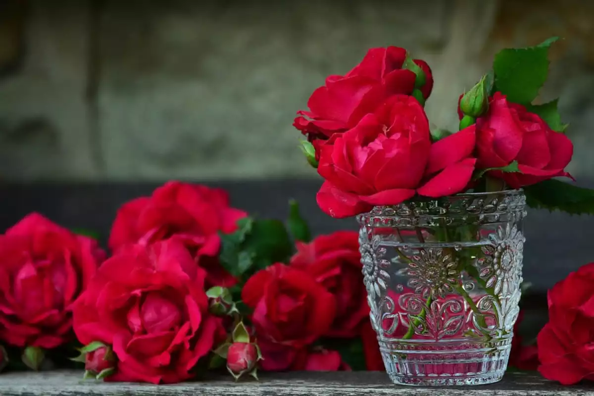 Propiedades de la rosa, la planta mágica del amor