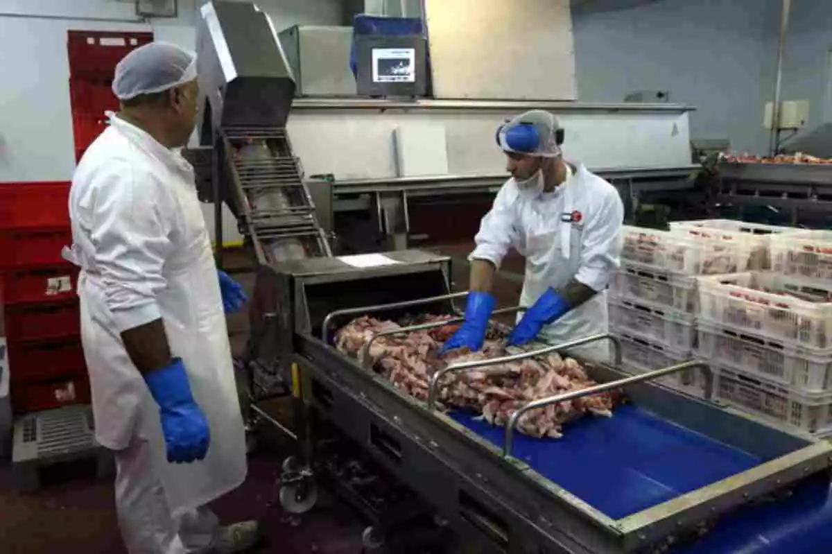 Dos treballadors processant carn