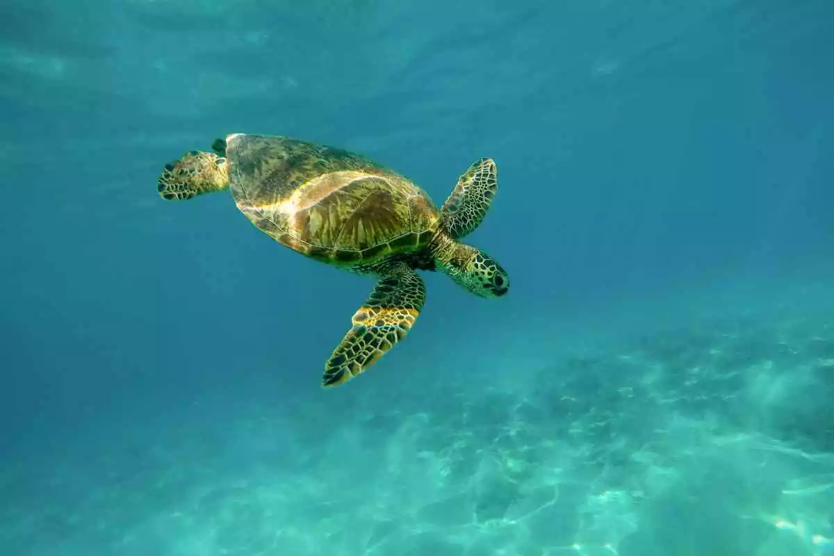 Imatge d'una tortuga nedant al mar