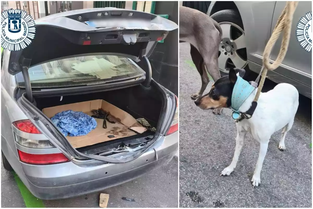 El maletero del coche donde había tres perros encerrados en Madrid
