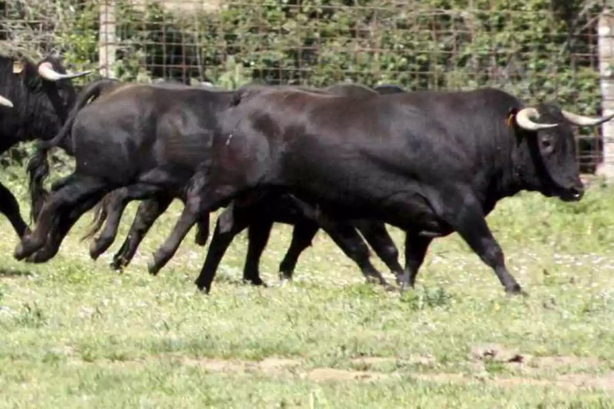 Una manada de toros en una finca