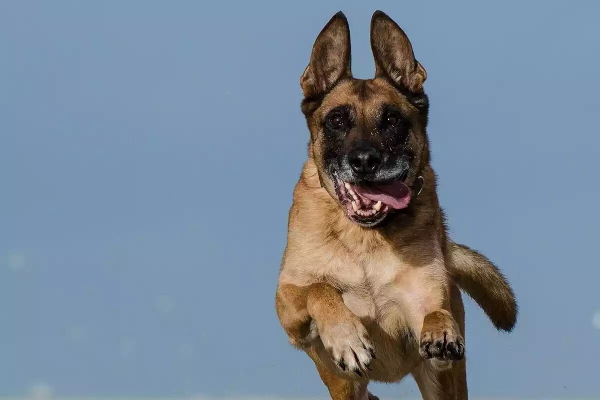 Imagen de un perro de raza pastor belga malinois