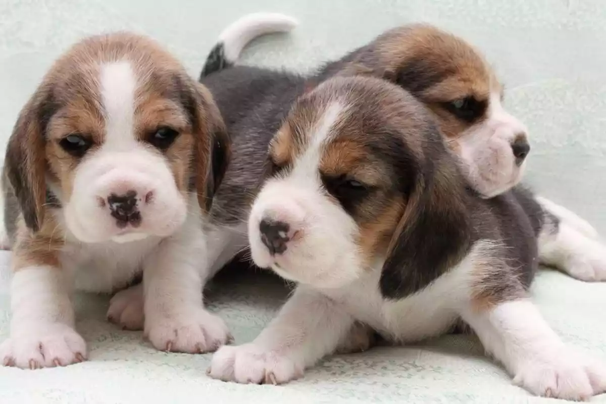 Foto de tres cachorros beagle
