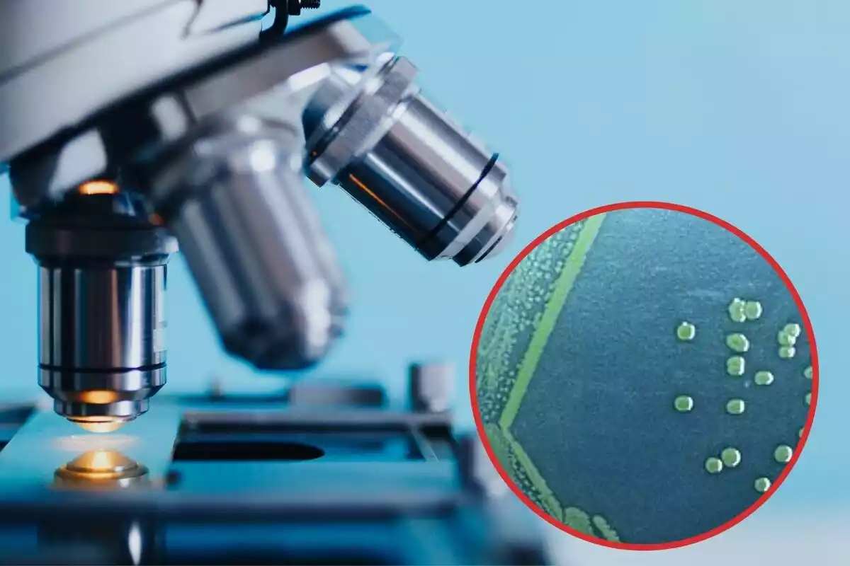 Montaje de fotos de un microscopio y la bacteria Shigella