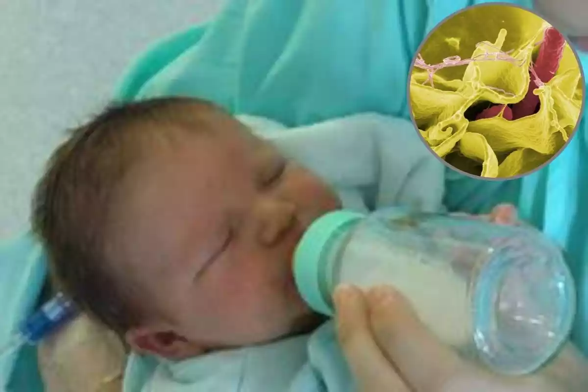 Montaje de un bebé tomando leche y la Salmonella