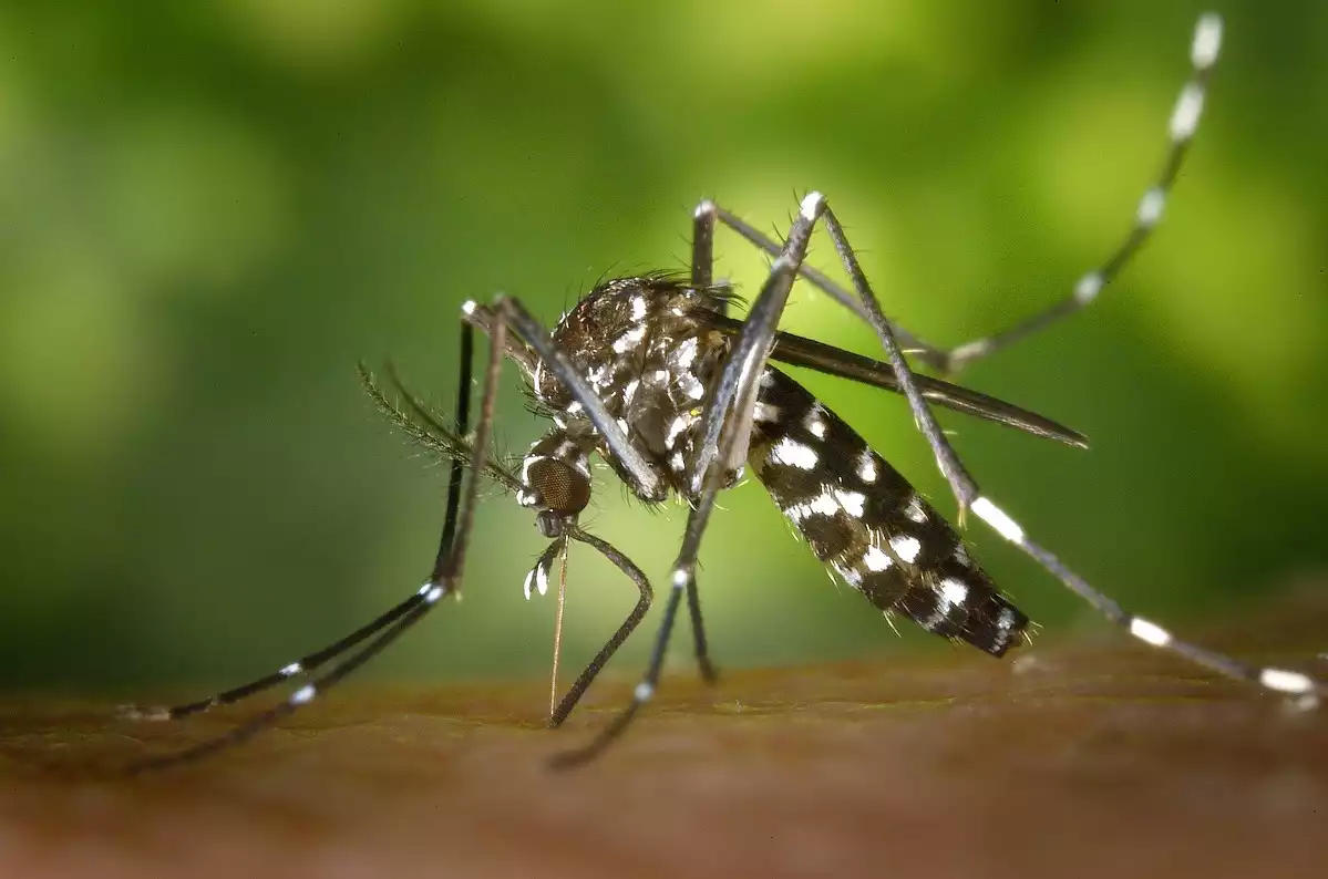 Imagen de un mosquito tigre picando a una persona