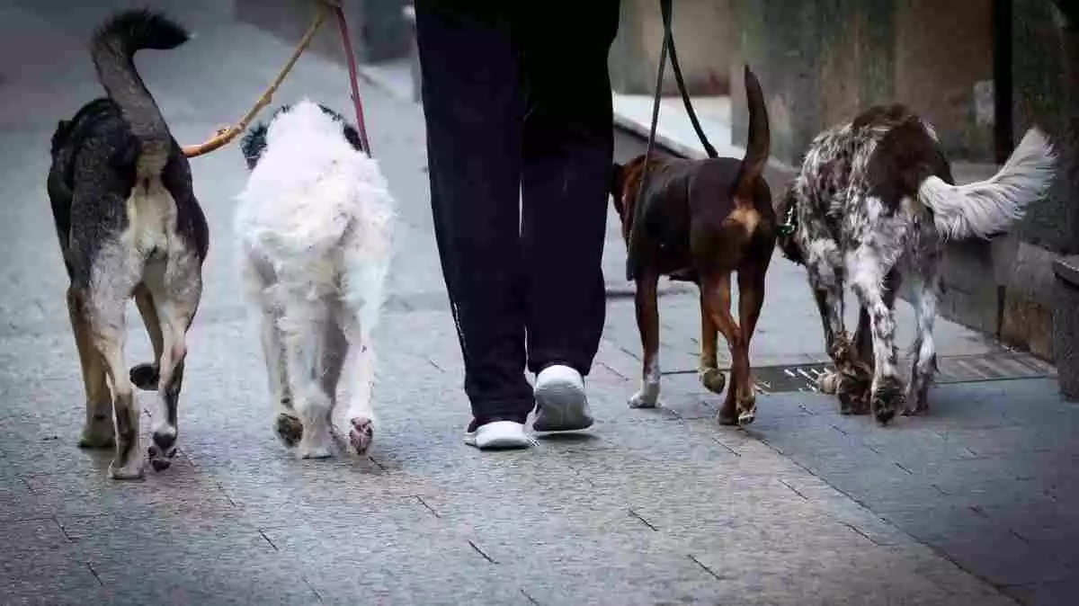 Imagen de archivo de un hombre paseando a varios perros