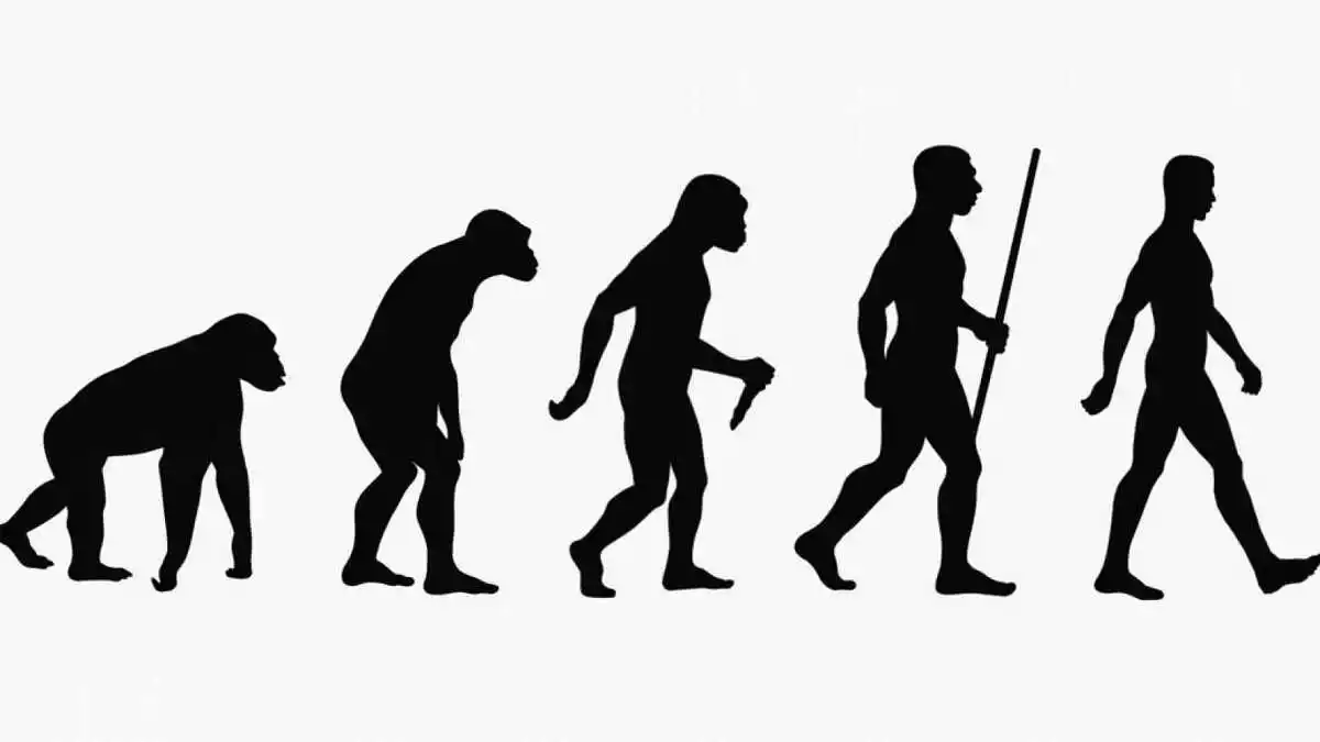 Imatgen ilustrativa de la evolución humana