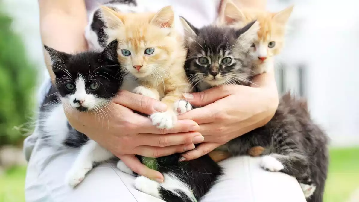 Imagen de un grupo de gatos cogidos por una persona
