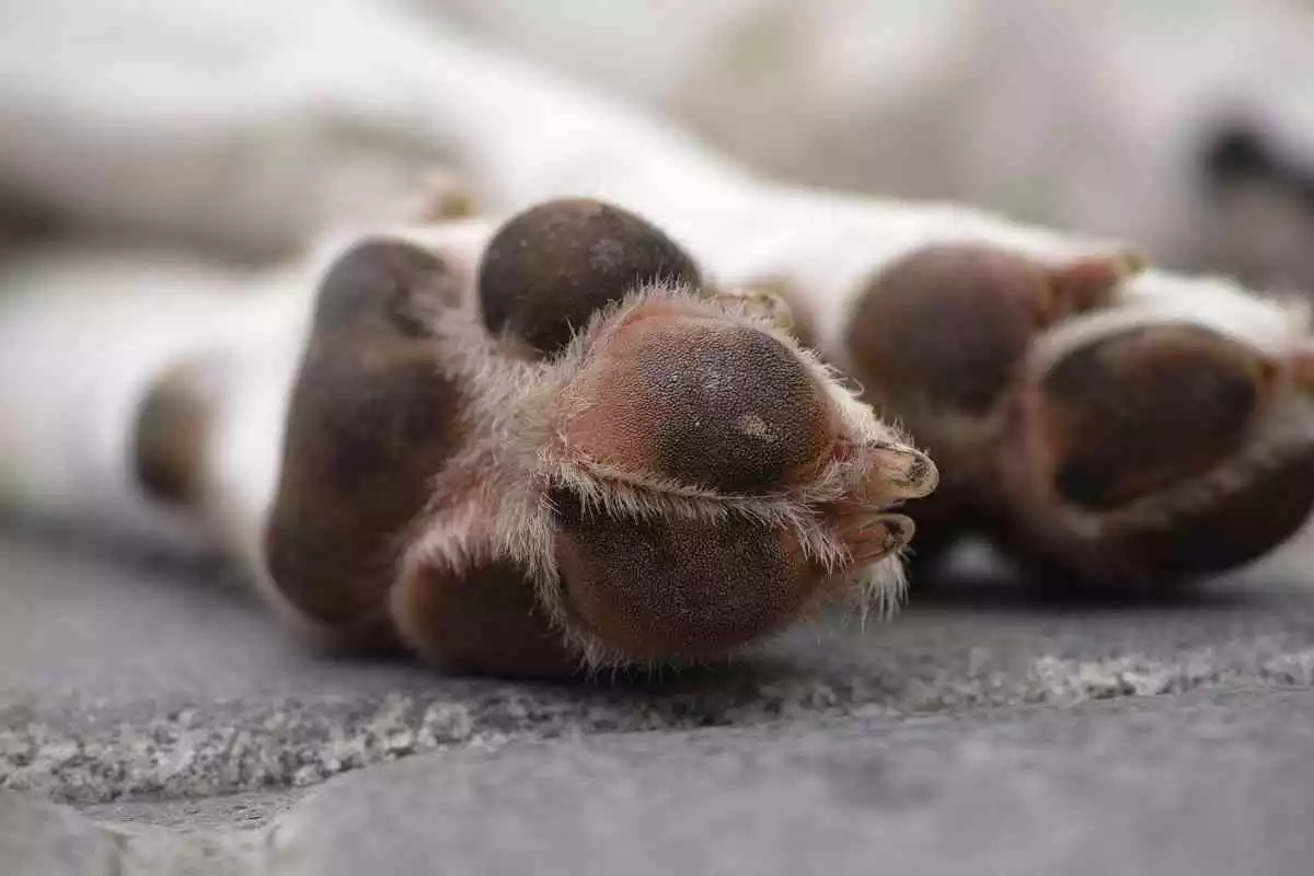 Imagen de las patas de un perro tumbado en el suelo de la calle