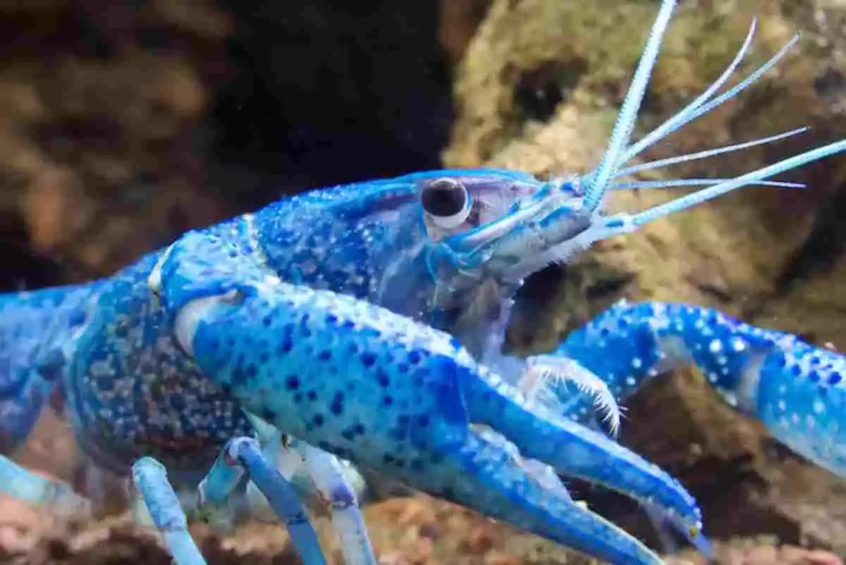 Imagen de un ejemplar de cangrejo azul