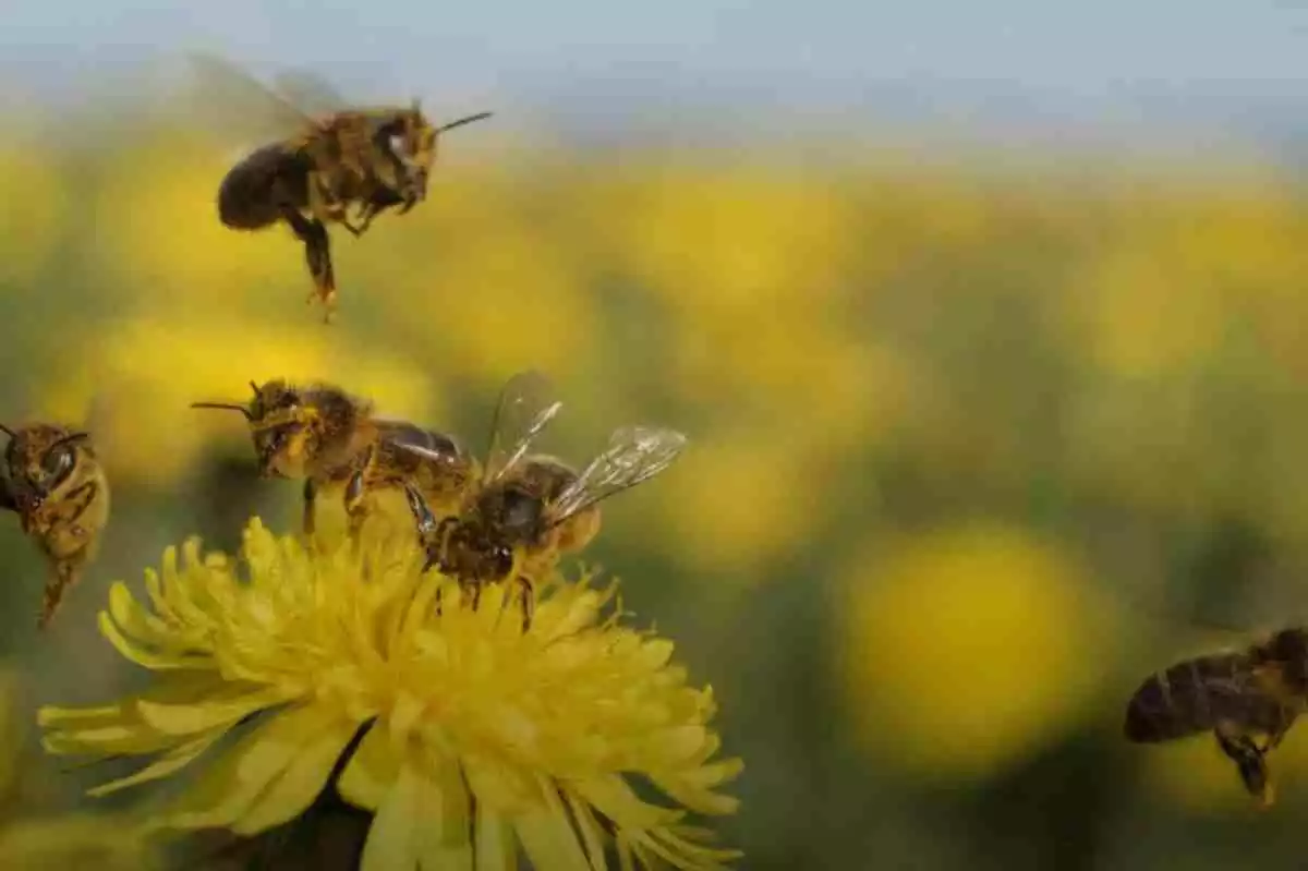 Imagen de unas abejas en un campo de flores