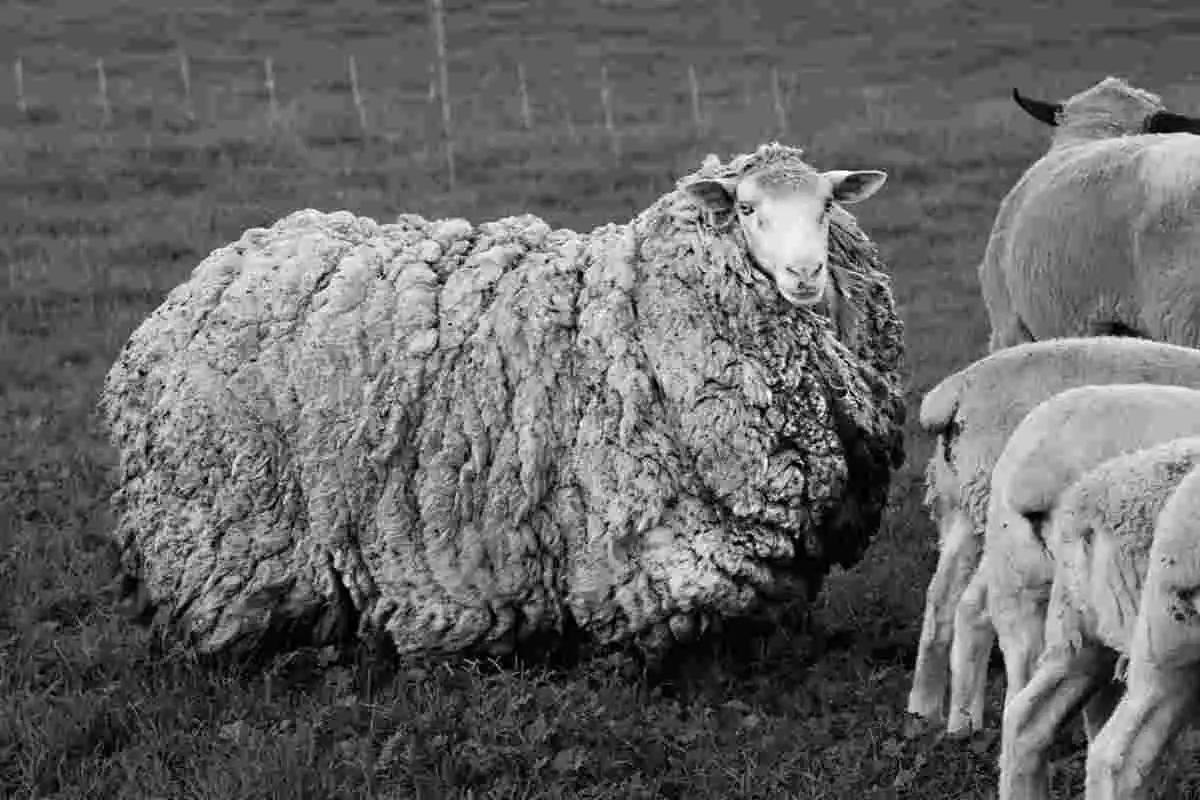 Imagen de la oveja Prickles tras 7 años sin esquilar