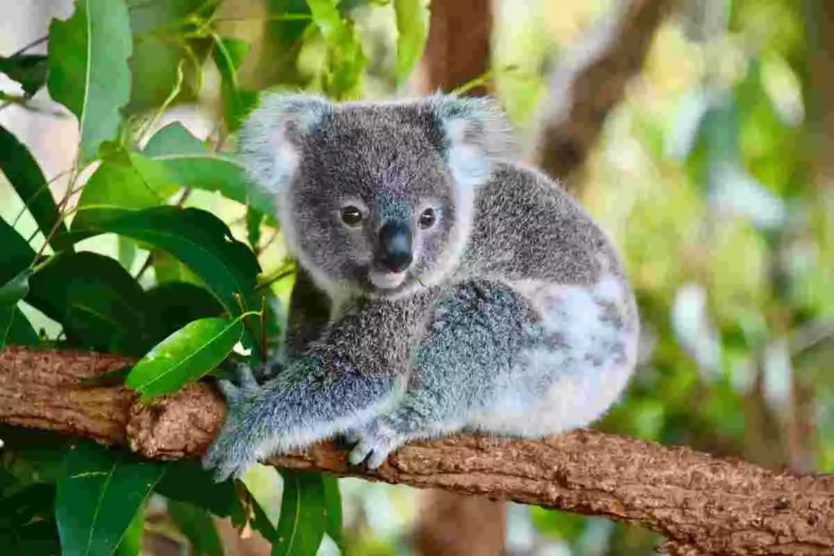 Imagen de un koala descansando en un árbol
