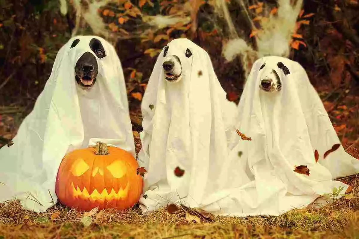 Imagen de archivo de varios perros con disfraces de Halloween