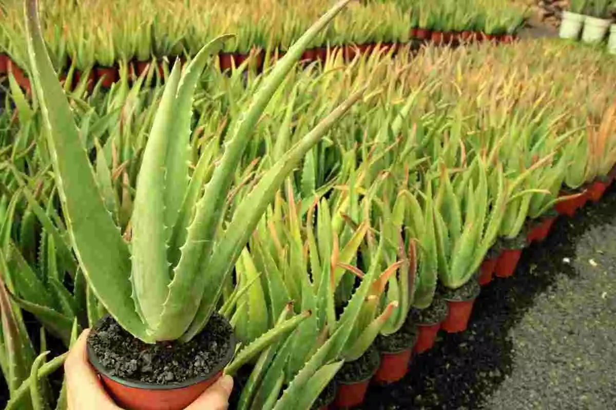 Imagen de varias plantas de Aloe Vera en macetas