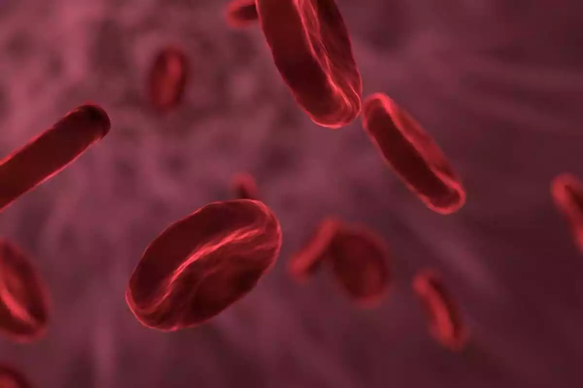 Glóbulos rojos sangre
