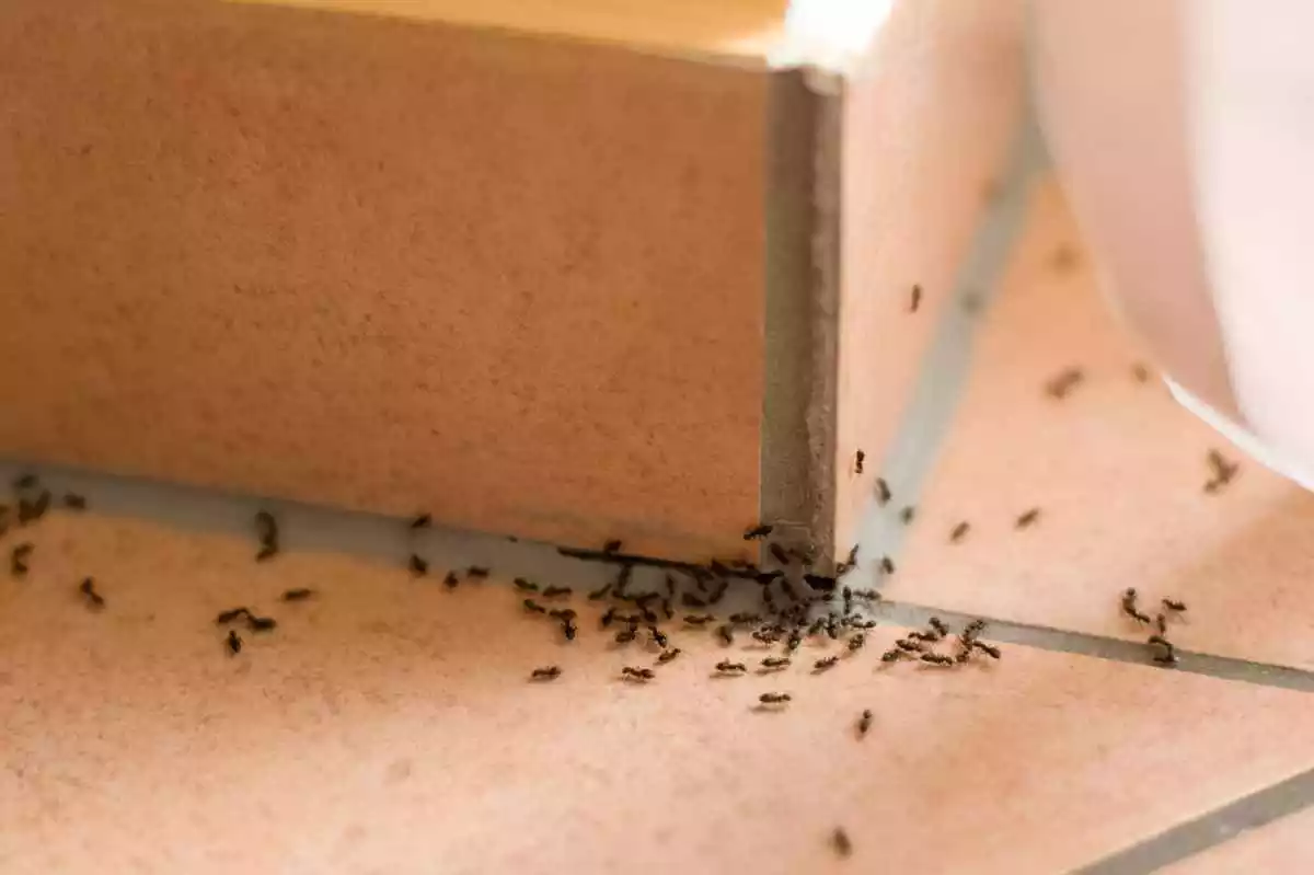 Hormigas en la esquina de una habitación