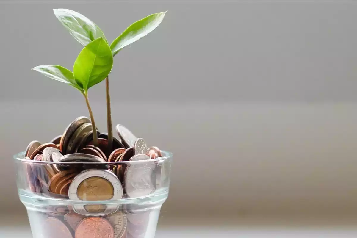 Una planta crece desde un vaso lleno de monedas