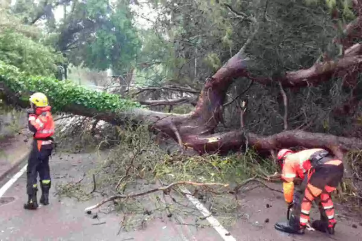 Imagen de un árbol caído en medio de una carretera por el fuerte viento