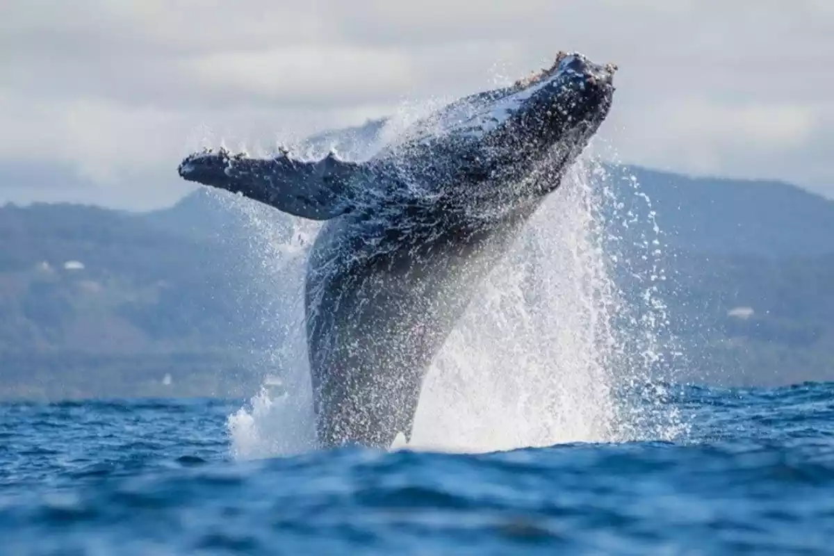 Imagen de un ejemplar de balena saltando en el mar