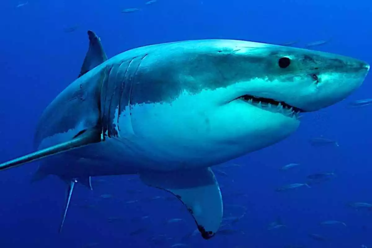 Imagen de un tiburón blanco en el Pacífico