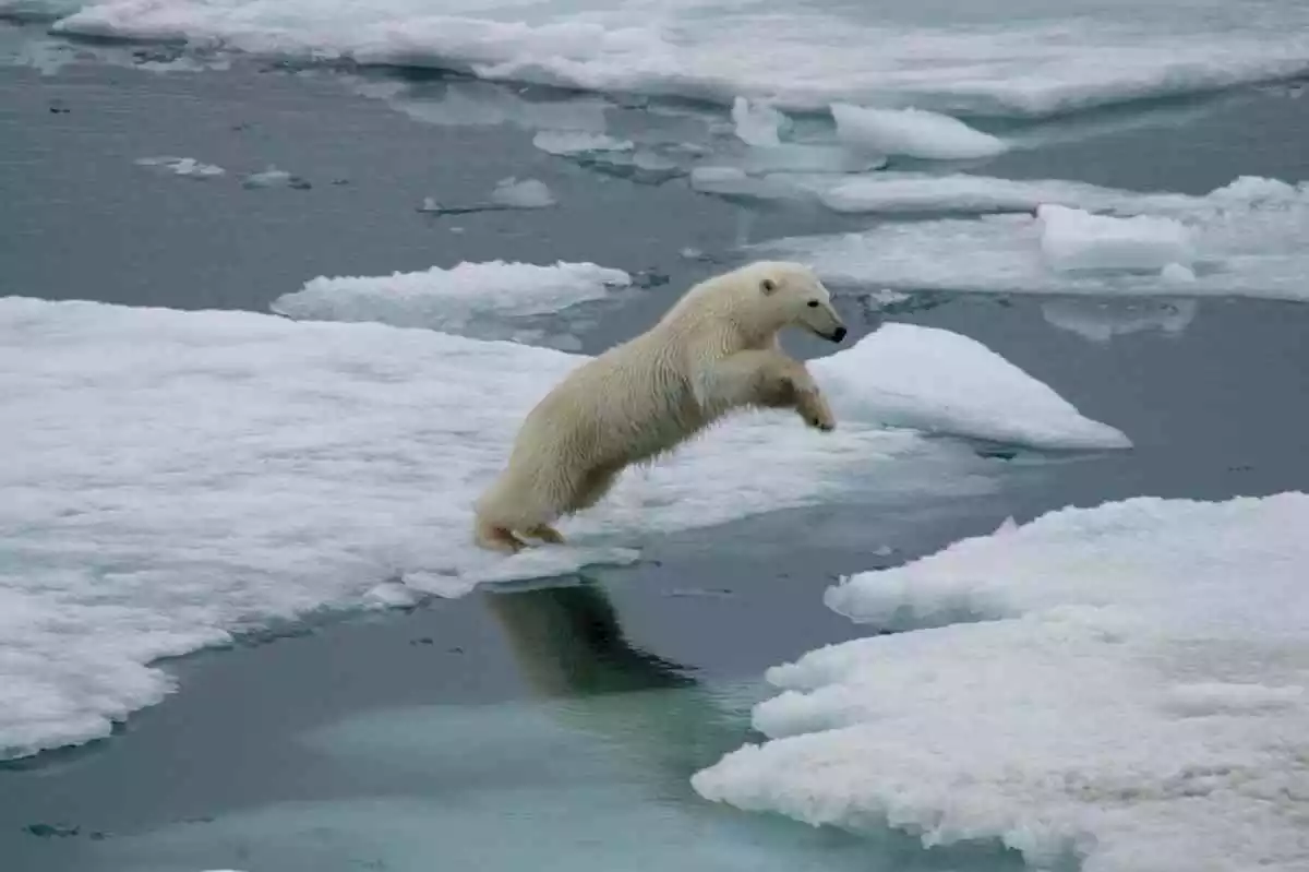 Imagen de un oso polar en el Ártico