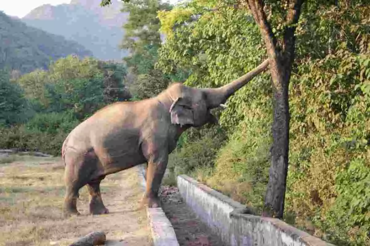 Imagen de un elefante comiendo de un árbol