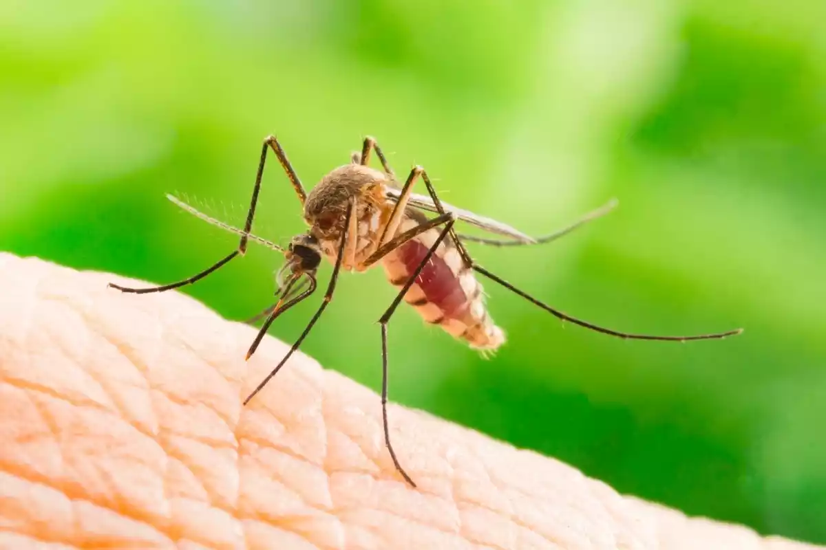 Imagen de un mosquito tigre picando a un hombre