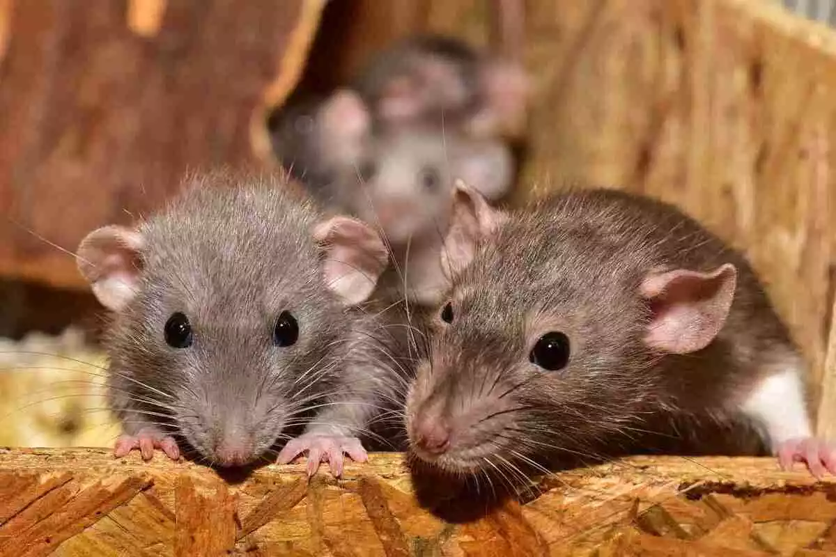Dos ratas en un trozo de madera