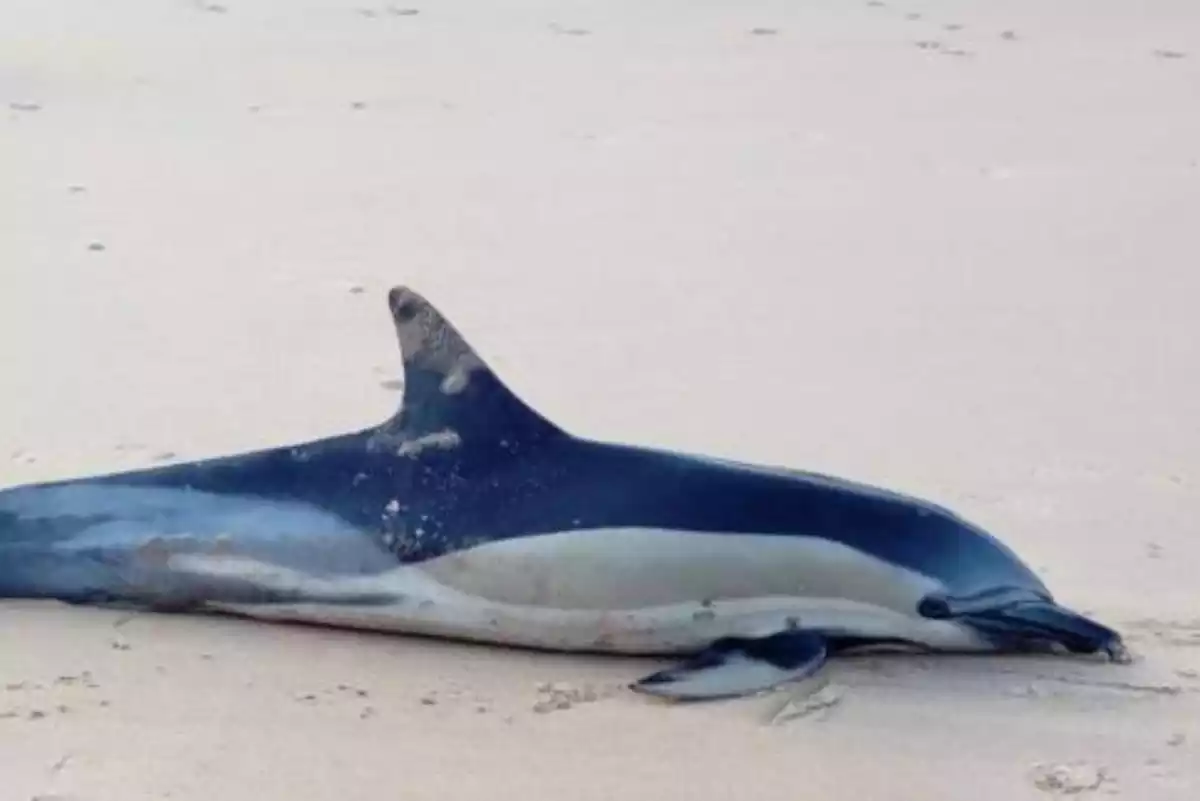 Imagen de un delfín muerto en la playa de Almería