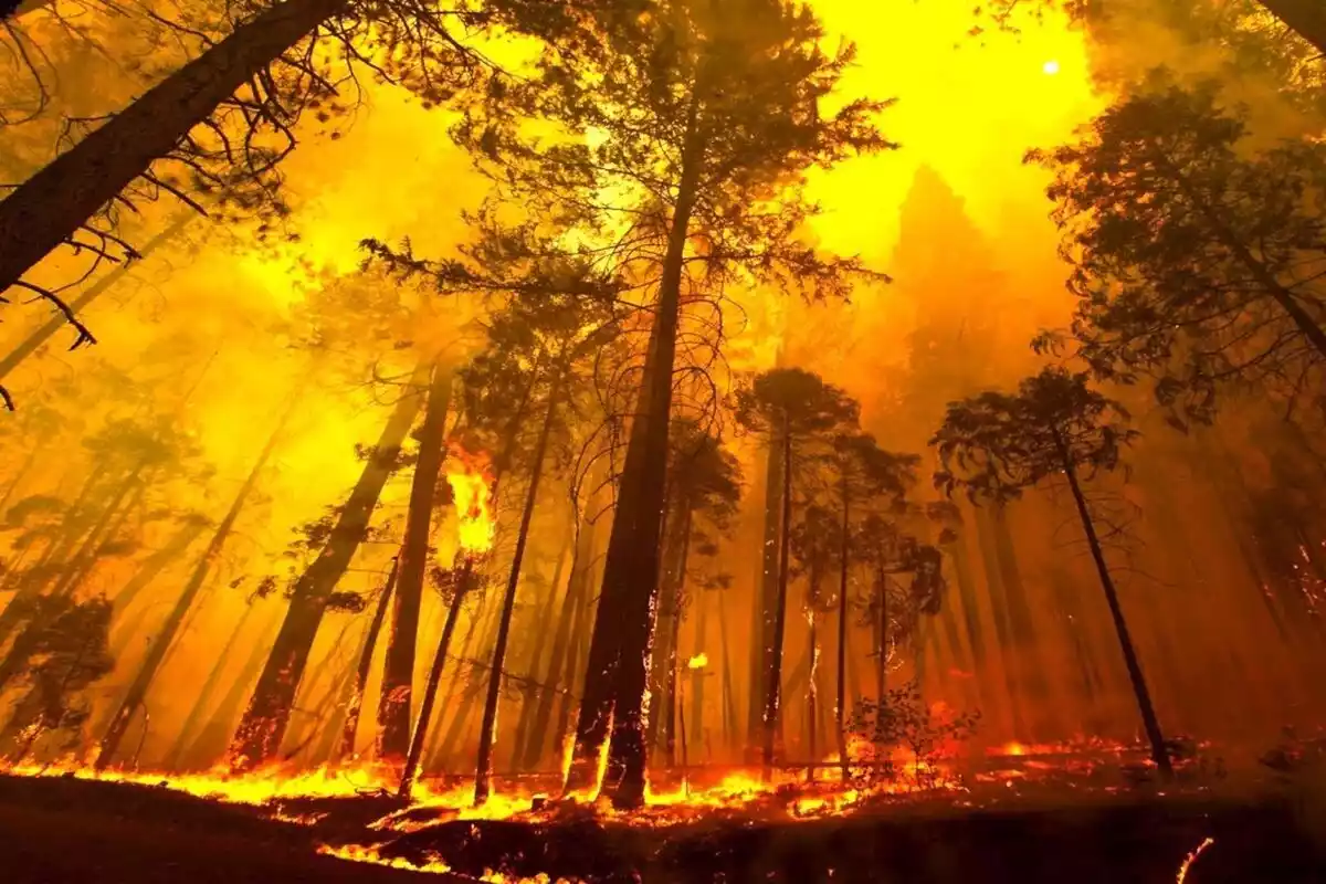 Imagen de un incendio forestal en Canarias