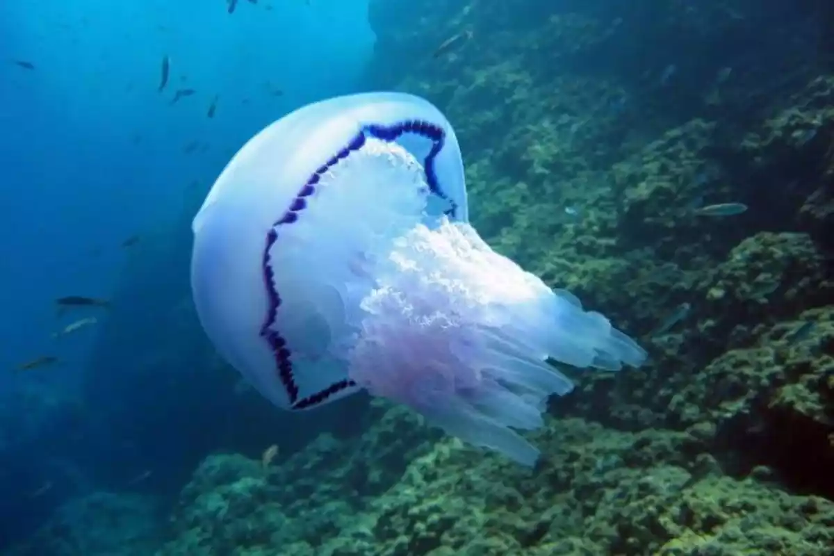 Imagen de una medusa en el Mediterráneo