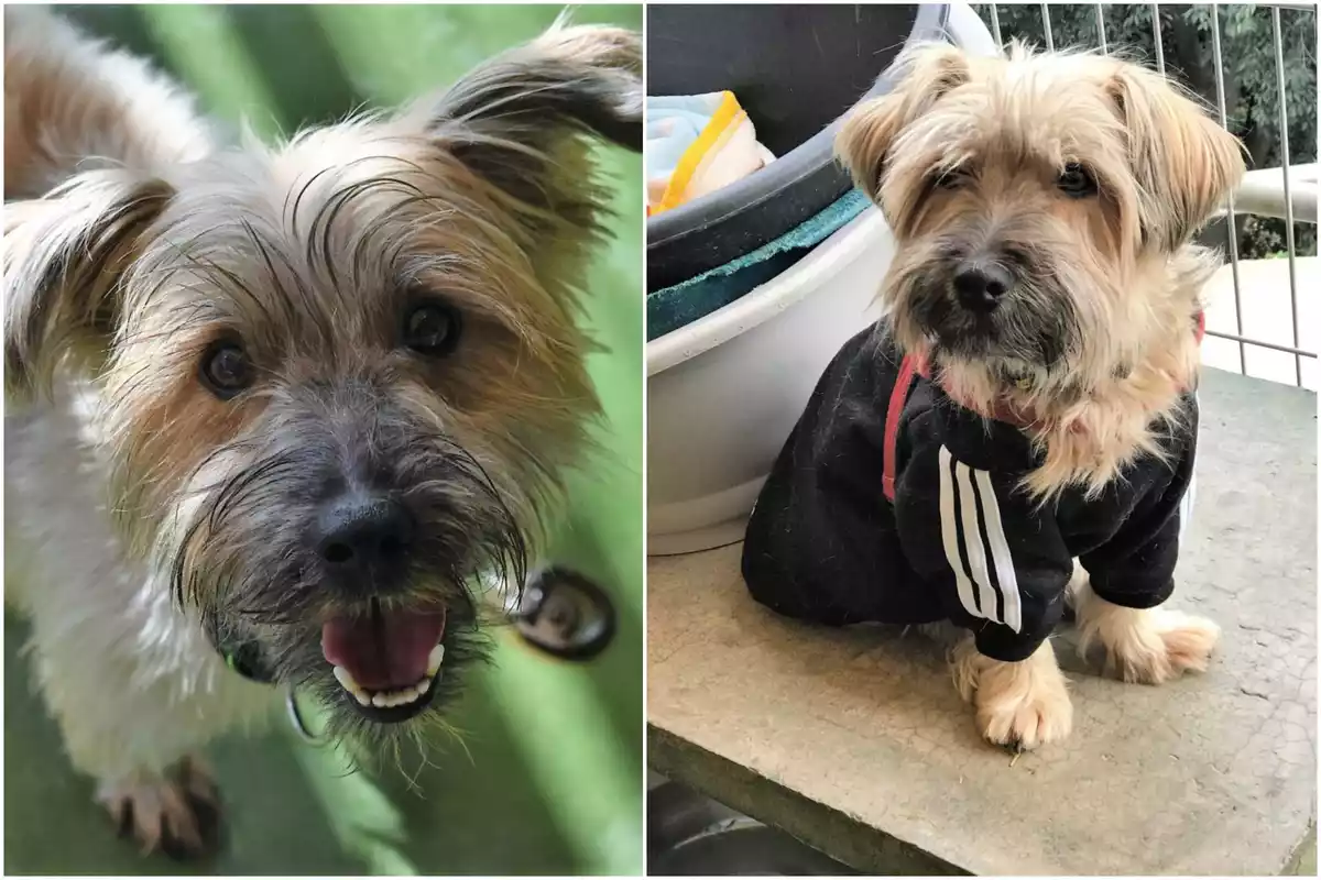 Montaje fotográfico con dos fotos de Bruno, perrito que busca adopción en Barcelona