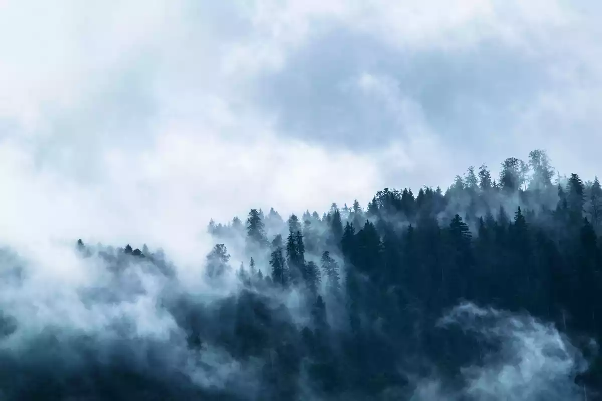 Un bosque con muchos árboles y neblina levantándose hacia el cielo