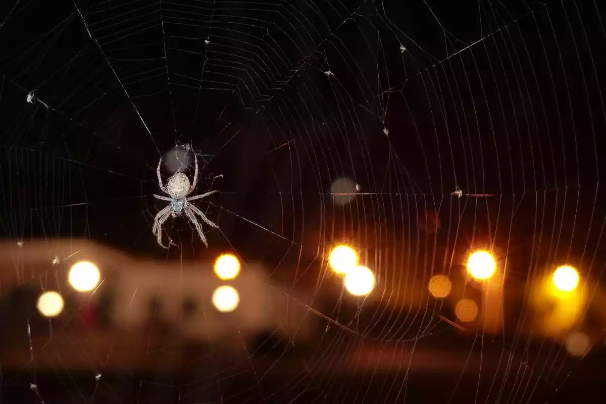 Una araña sobre su tela de noche con unas farolas de iluminación pública detrás