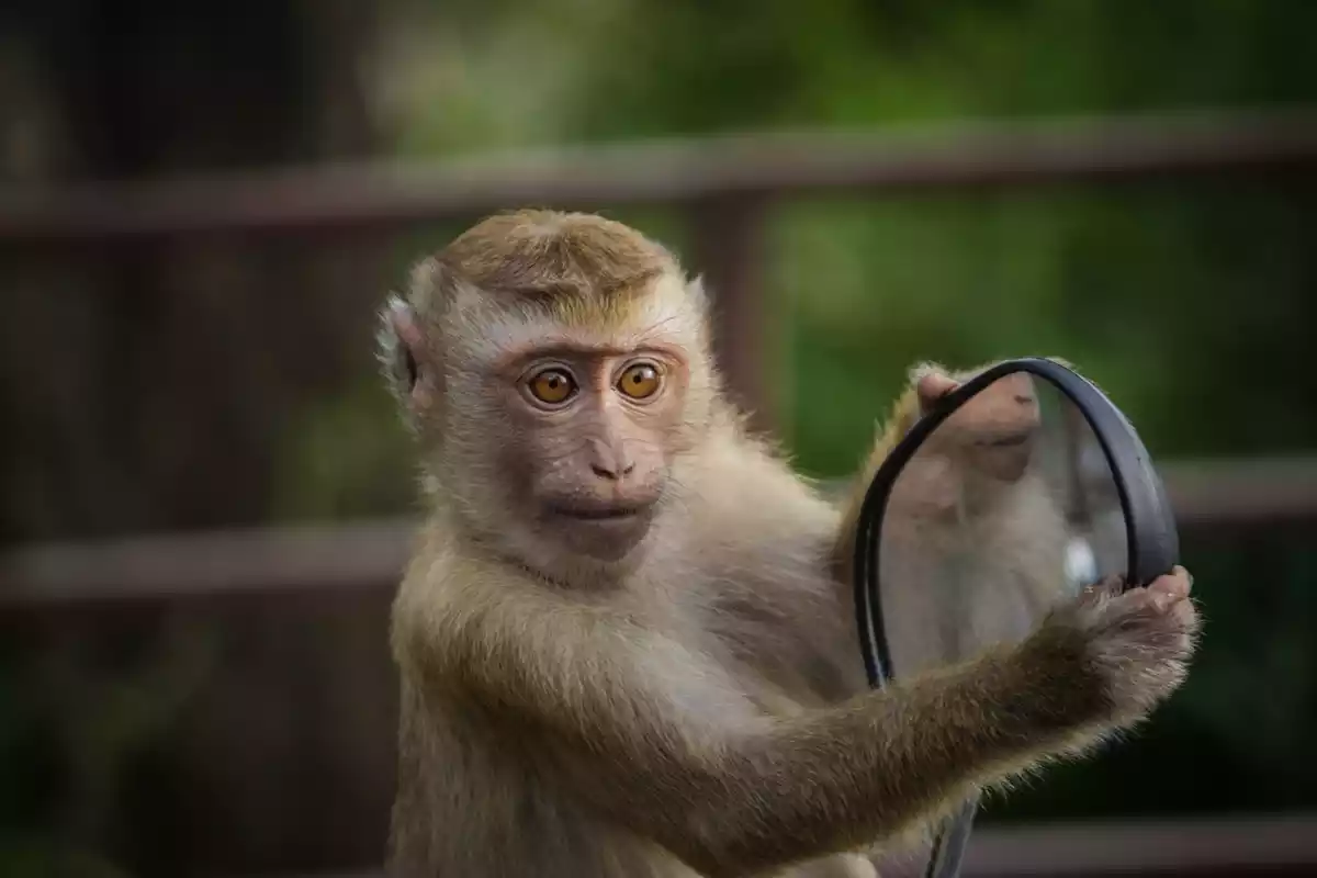 Un pequeño mono capuchino de color gris con un espejo en la mano en un zoológico