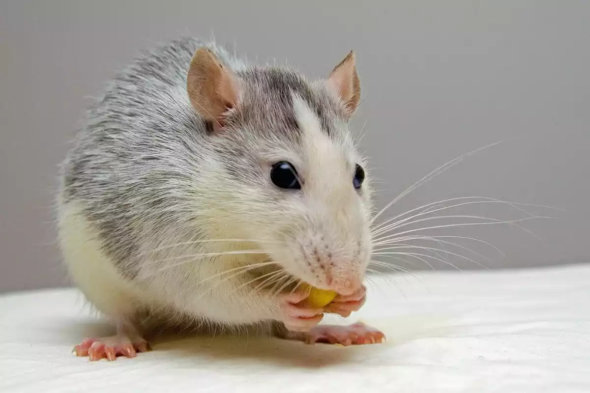 Un pequeño ratón comiendo una semilla con los ojos bien abiertos