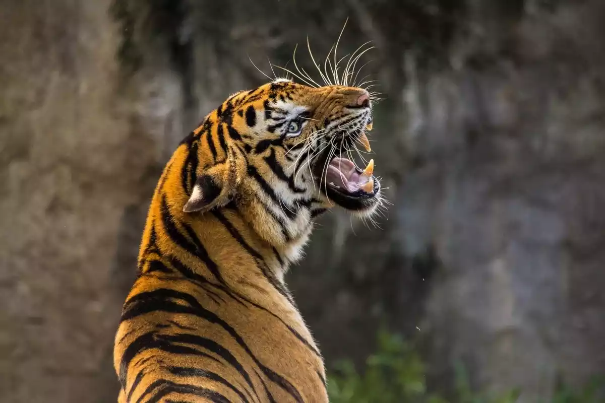 Un tigre con la boca abierta enseñando los colmillos