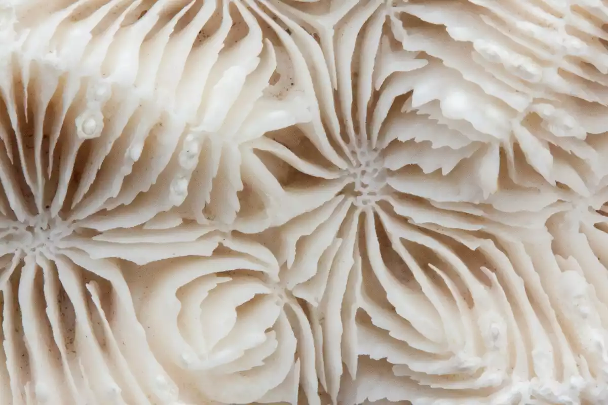 Un trozo de coral de color blanco con forma de cerebro