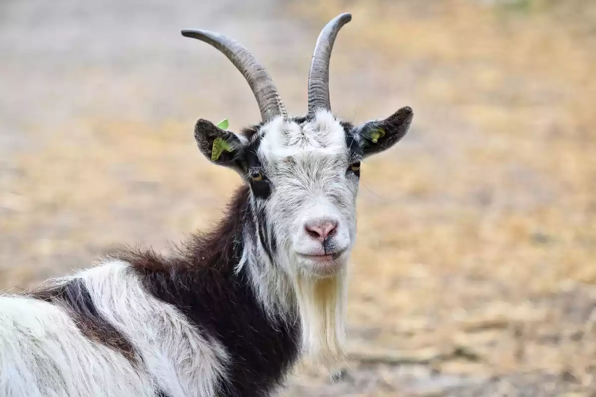 Una cabra de color blanco y negro con barba y cuernos largos mirando fijamente