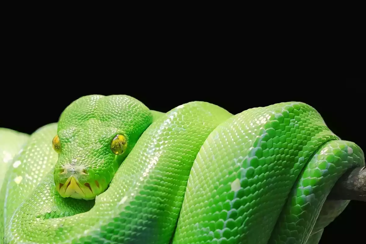 Una serpiente venenosa de color verde con los ojos bien abiertos