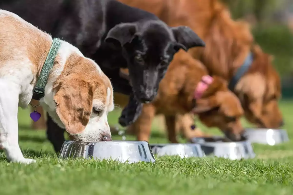 Varios perros comiendo sobre un verde césped