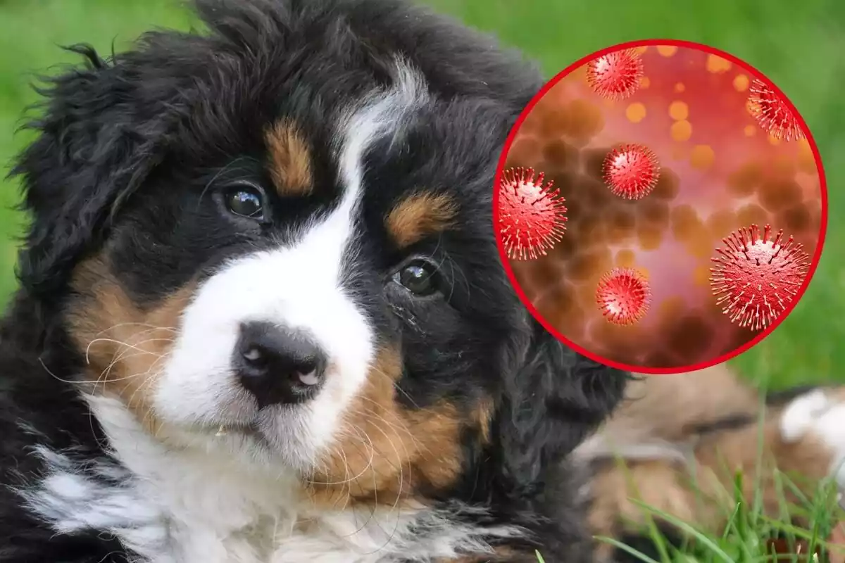 Montaje de fotos de un perro y las partículas de un virus