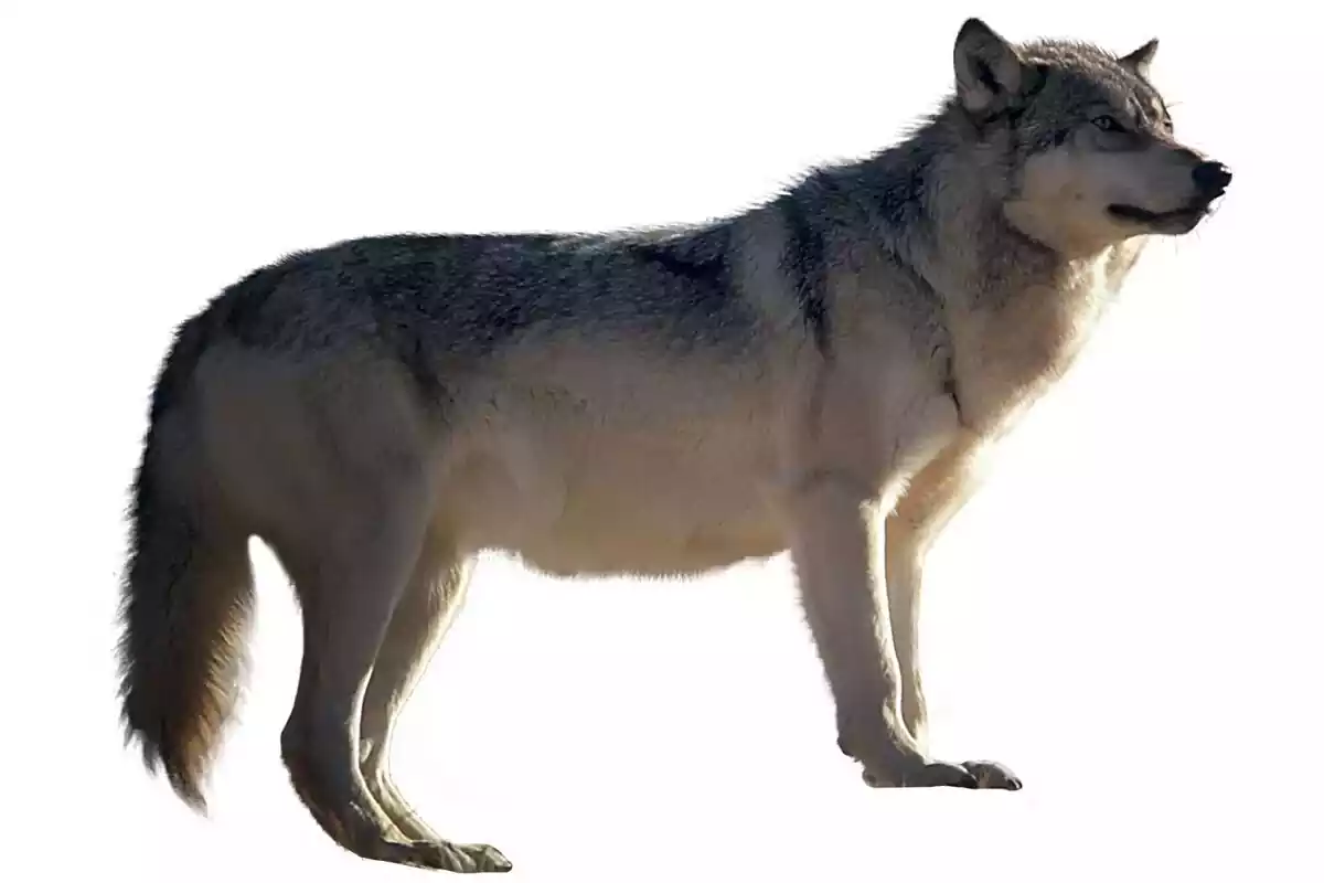 Un lobo con el fondo blanco