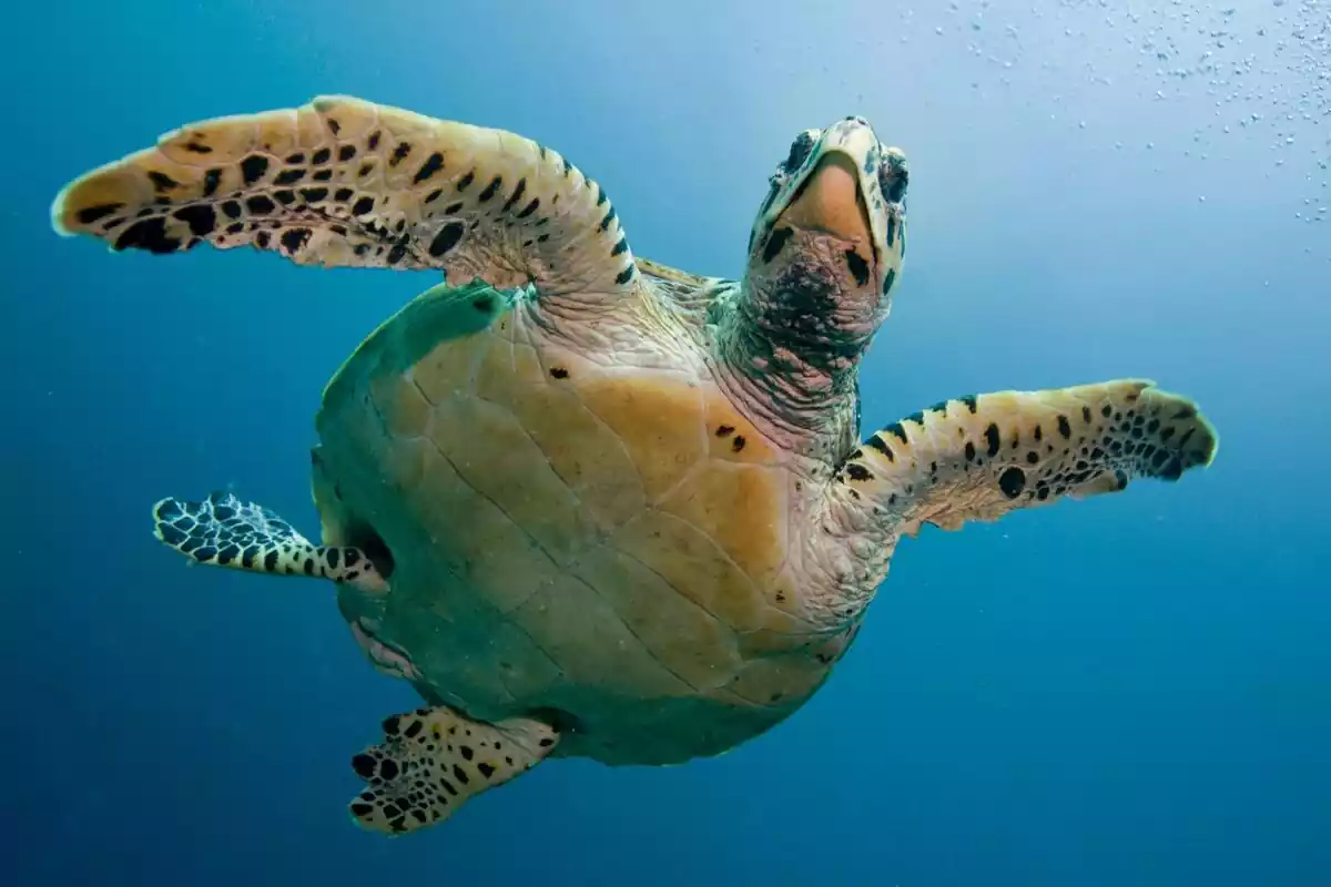 Una tortuga nadando en el agua
