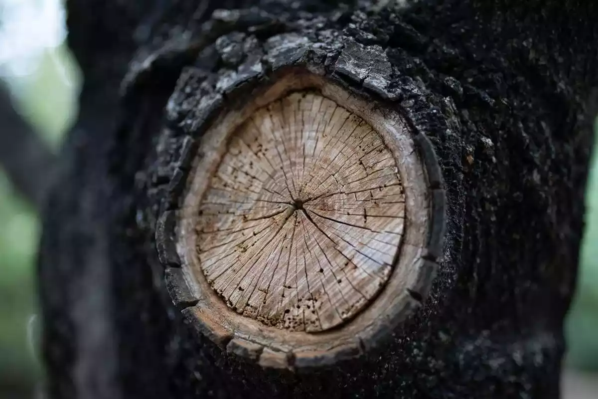 tronco de árbol con corte circular