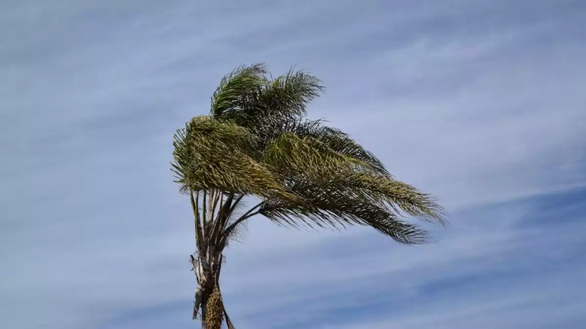 Imagen de una palmera azotada por fuerte viento