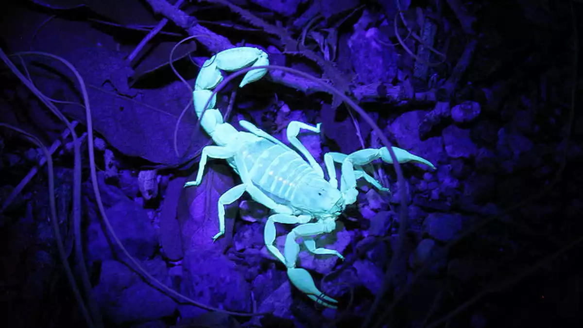 Imagen de un escorpión fluorescente